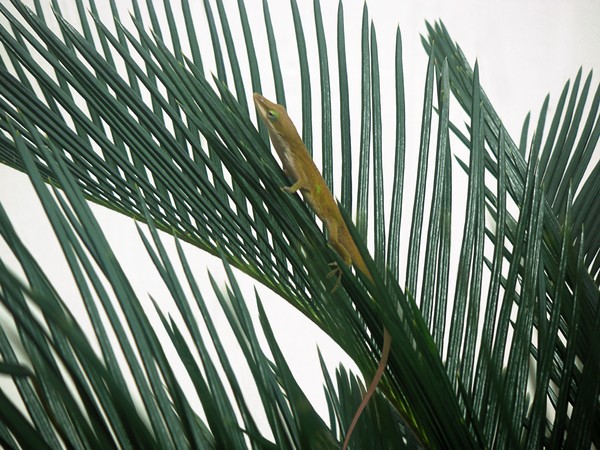 Anole With Palm - Looking Up