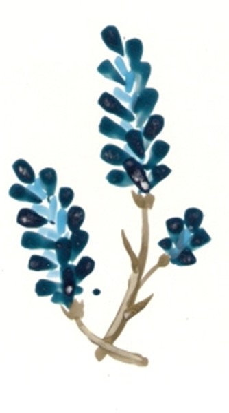 Bluebonnets