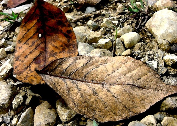 Emergence