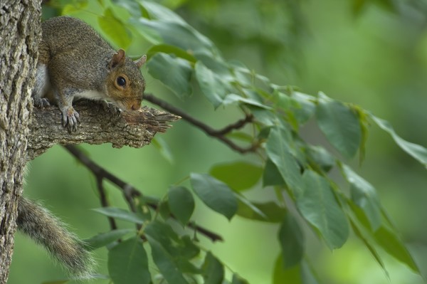 Gray squirrel II