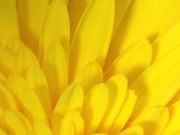 Flower 5