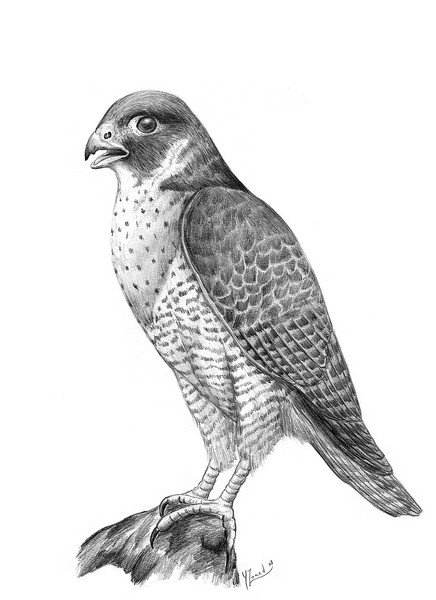 Peregrine Halcon