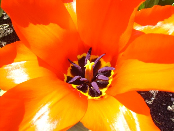 Red Tulip