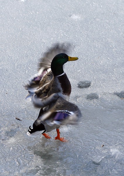Dancing Mallard