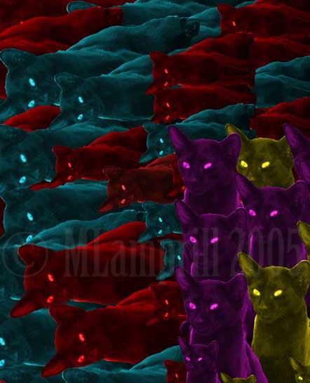 Cat series-31