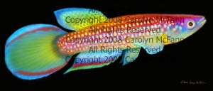 Epiplatys Killifish