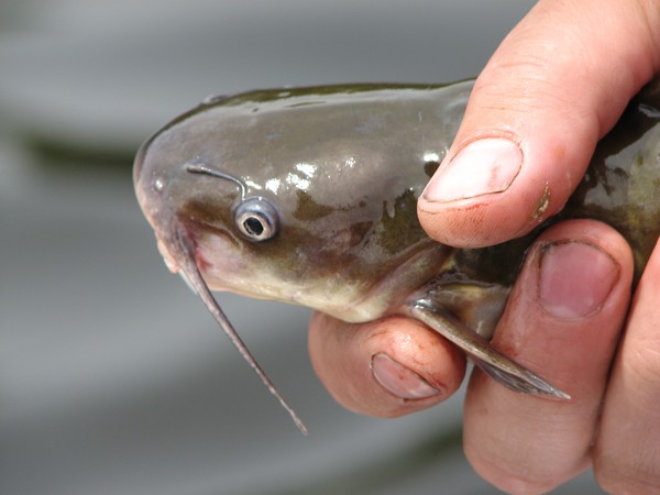 catch n release