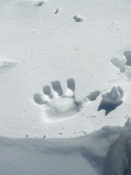 Imprints 