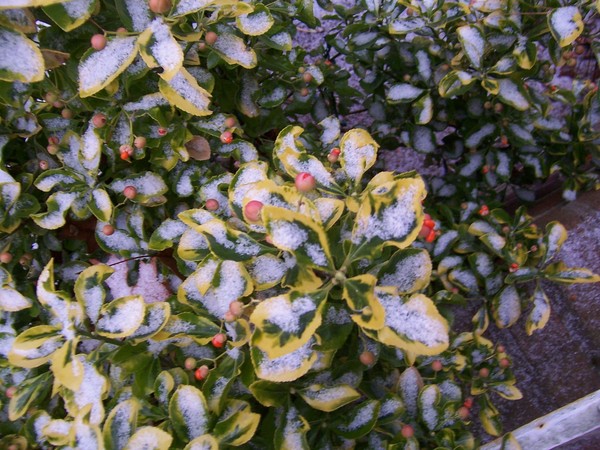 FIRST SNOW OF THE YEAR