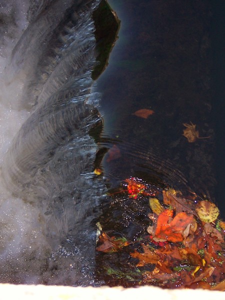 FALLEN L:EAVES IN THE WATER