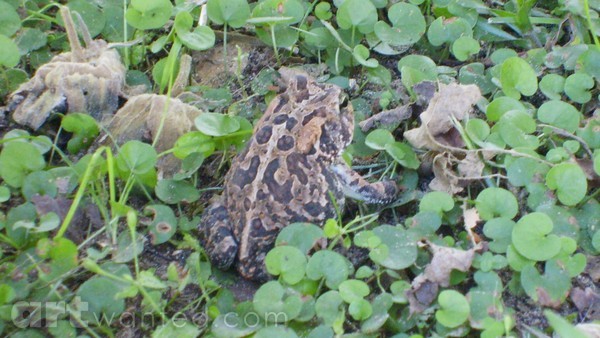 frog