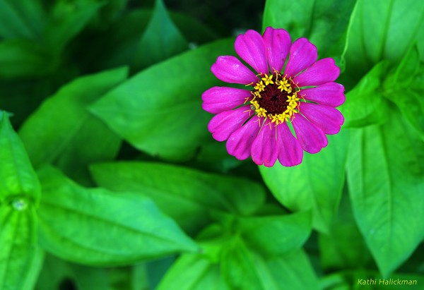 pink flower
