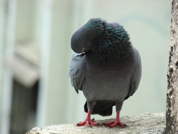 Scratch under your wing