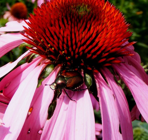 Bug_Flower_1