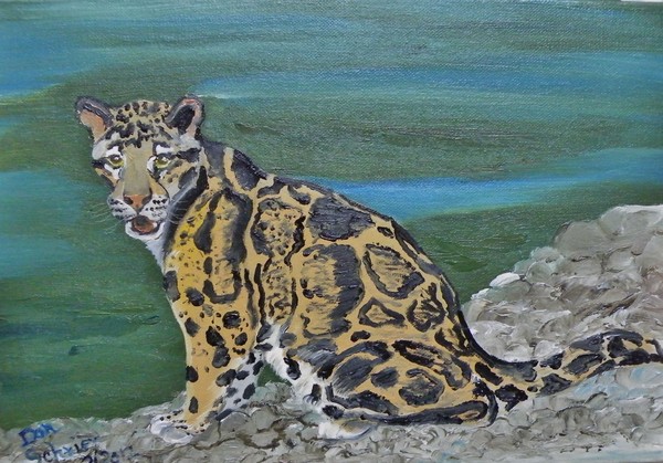 Cloud leopard on stoney beach