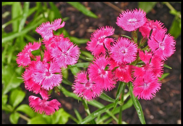 BLOSSOMS #1