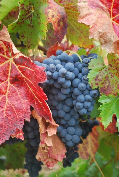Harvest 