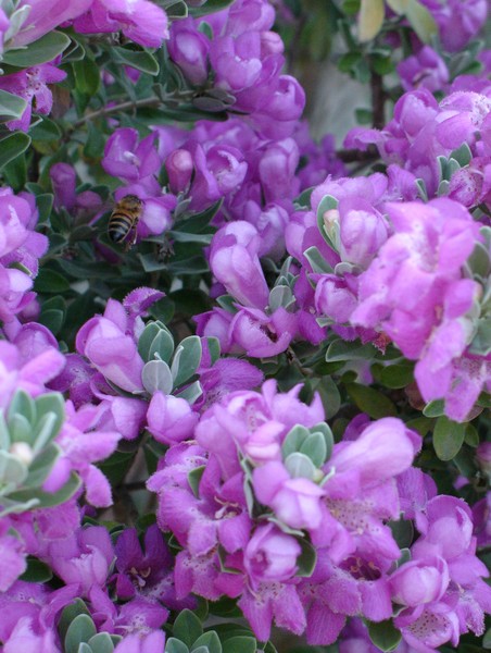 Bee in the Cenezia