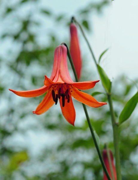 Canada Lily