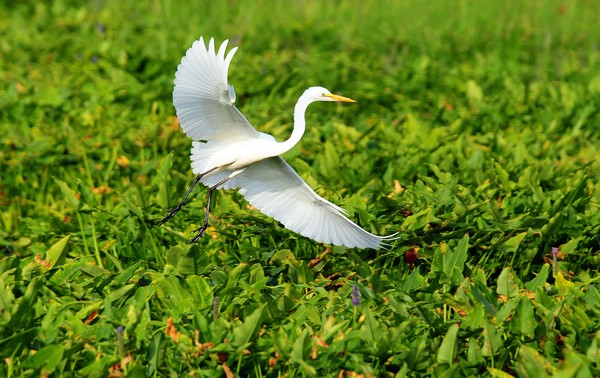 Great Egret @ Basha KIll Wetland Area