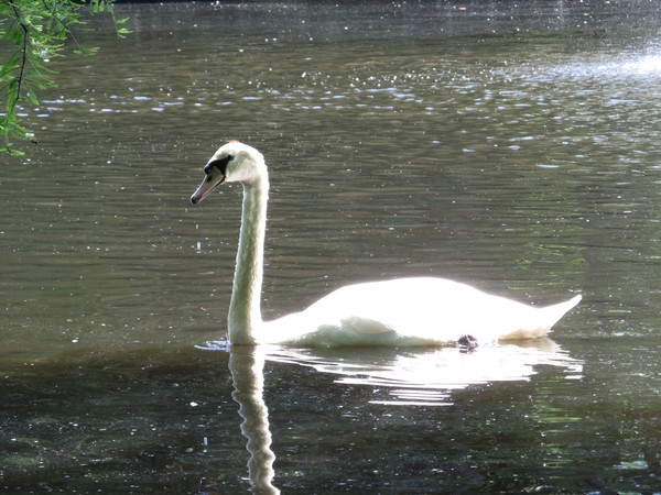 Swan