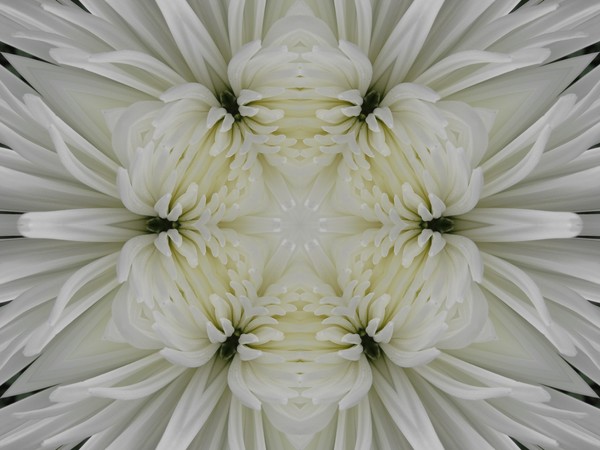 Spider Star