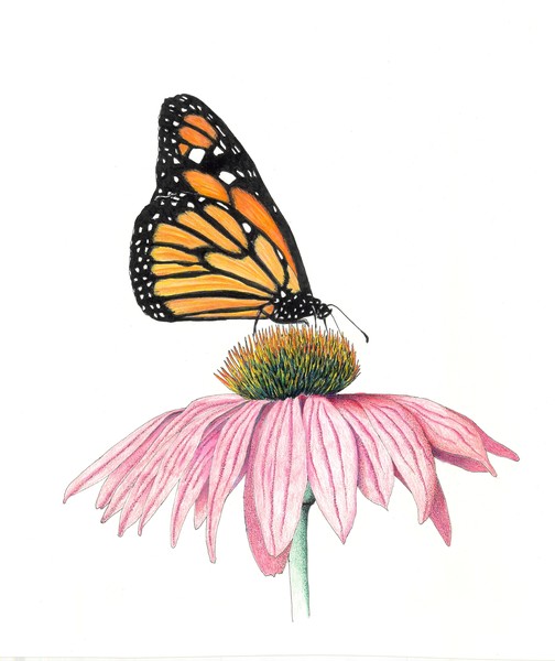 Monarch