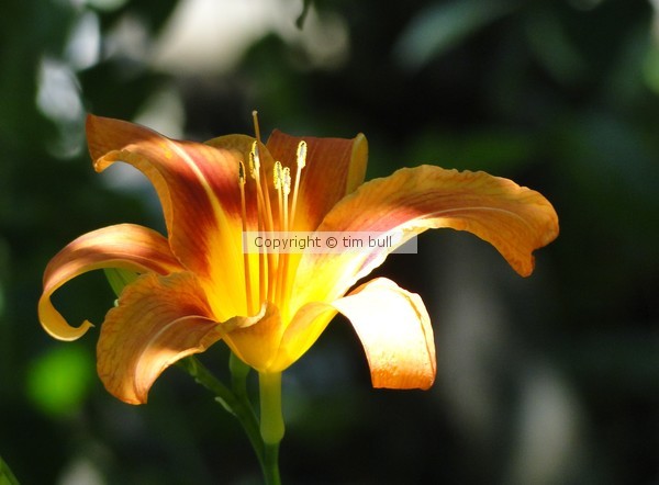 Sunlit Lily