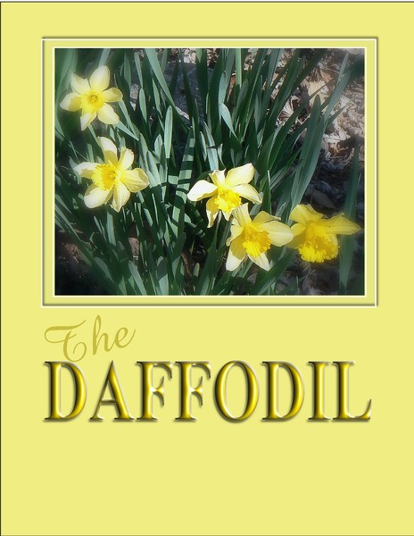 daffodil