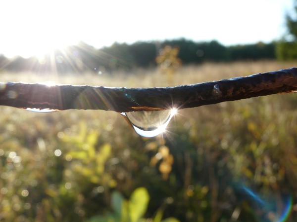 Morning Dew