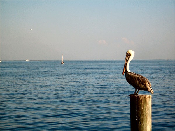 The Watcher