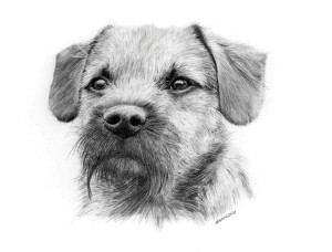 Sam - Border Terrier