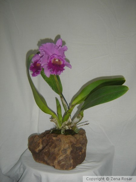 PEDRA VIVA 27