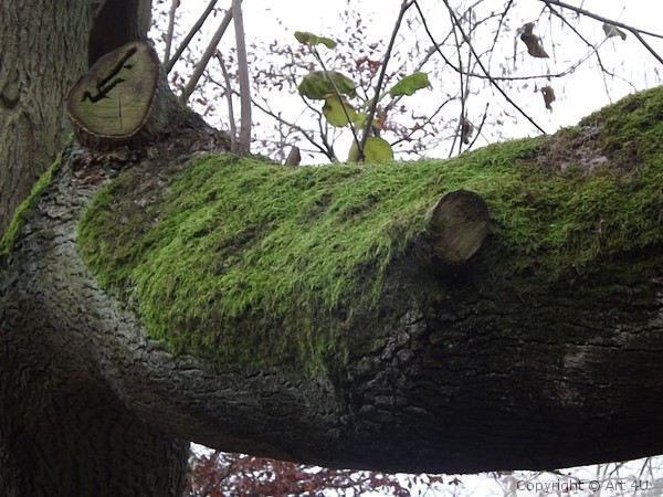 Mossy branch