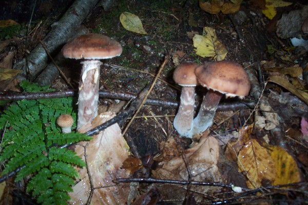 mushroom photos