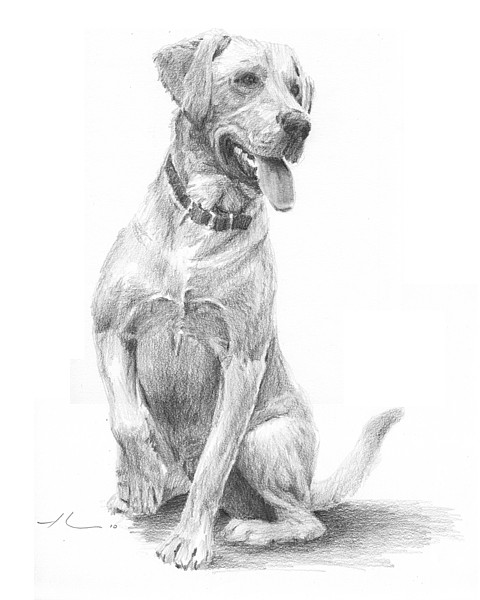 Yellow lab dog portrait