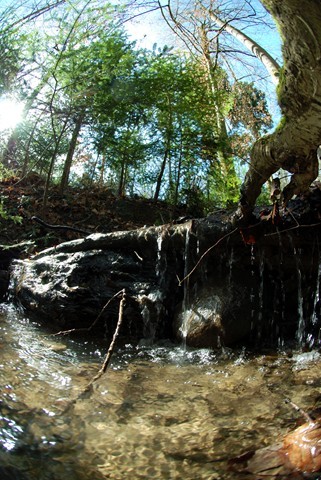 Magic Forest 6