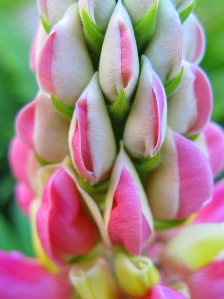 Lupin pattern