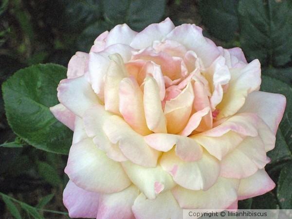 Tinged with Pink