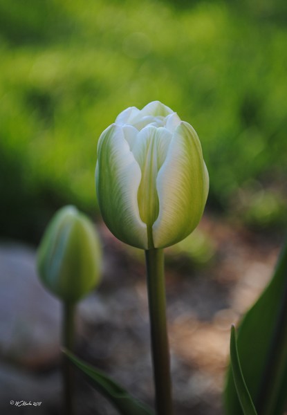 Begining of White