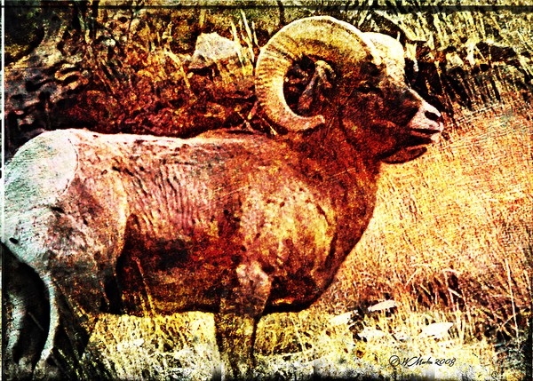 Big Horn