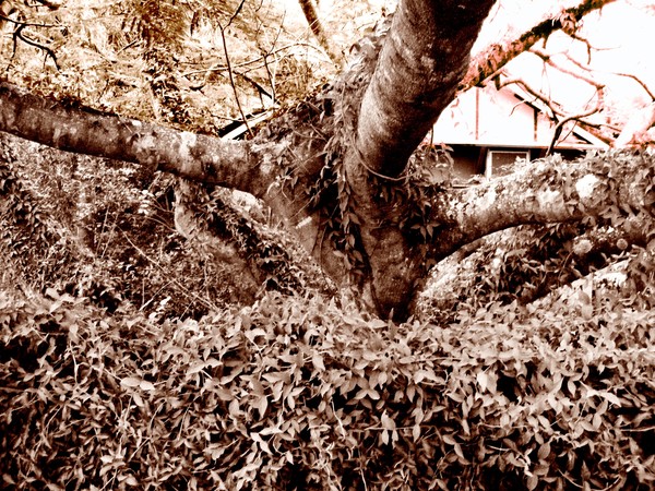 Ambushed