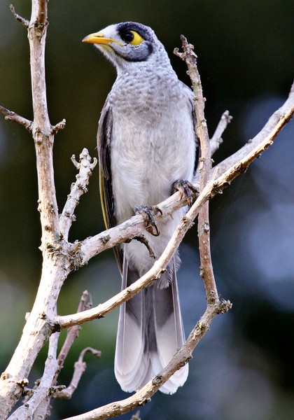 Mynah