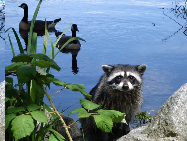 Raccoons