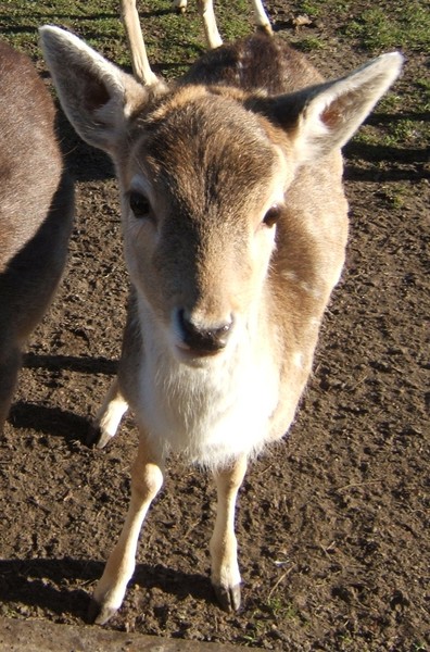 Bambi
