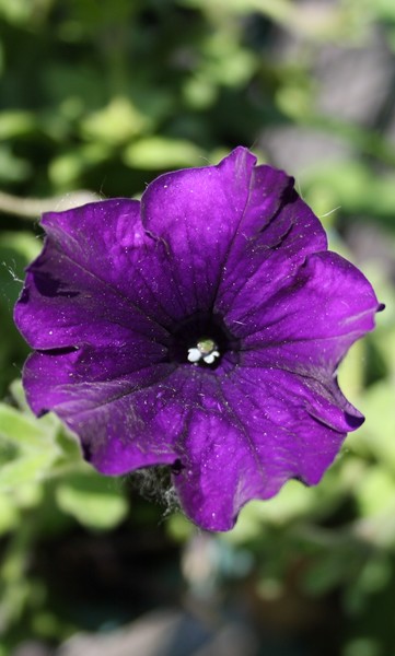 Purple explosion