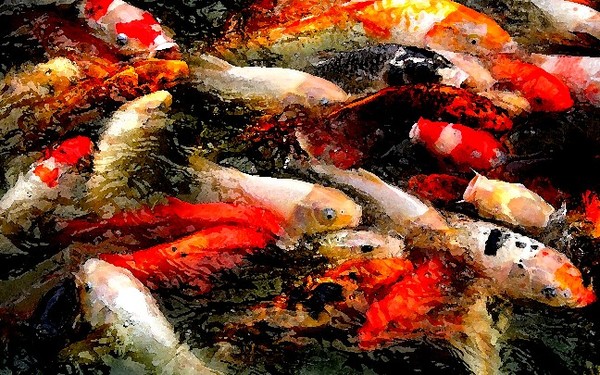 Coy_Koi_Pond