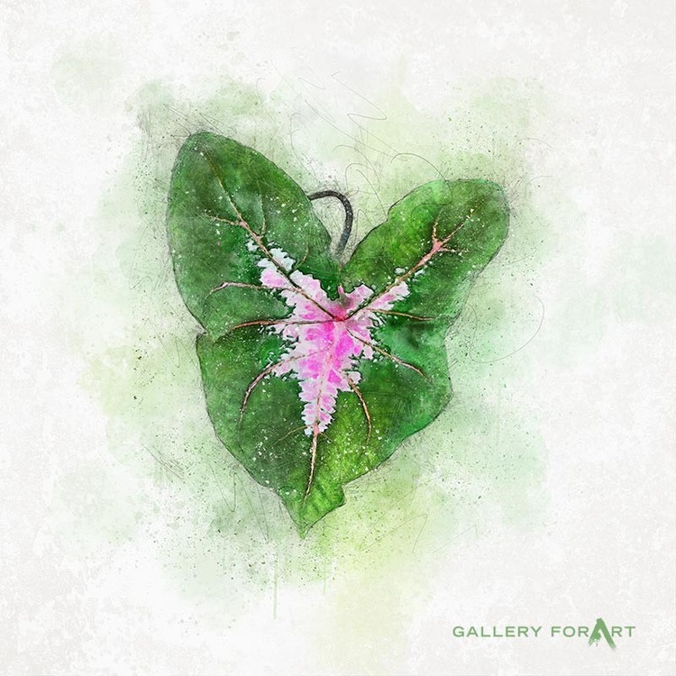 tropical-leaf-spot-02