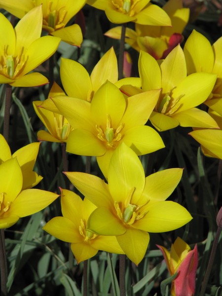 Little yellow flowers
