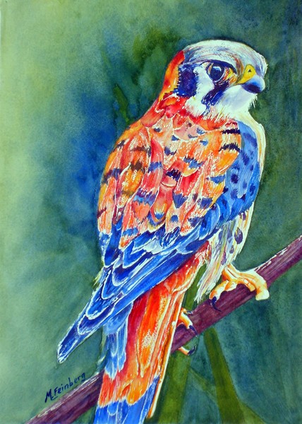 Colorful Kestrel